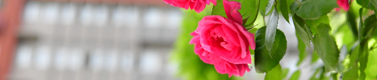 ��(y��u)����У�@�h(hu��n)��